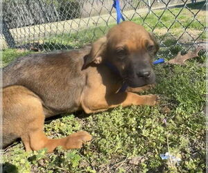 Boxer-Unknown Mix Dogs for adoption in Tarrytown, GA, USA