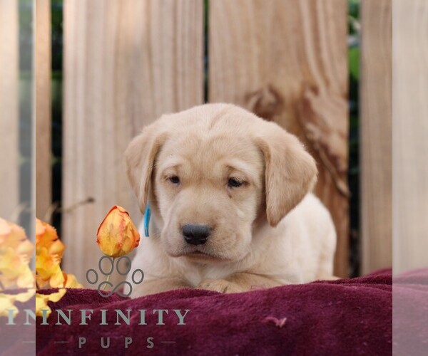 Medium Photo #2 Labrador Retriever Puppy For Sale in SHIPPENSBURG, PA, USA