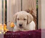 Rory - Female Labrador Retriever Puppy for Sale - Photo #2