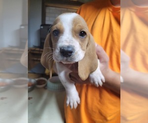 Basset Hound Puppy for sale in GREENVILLE, OH, USA