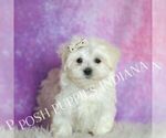 Small Photo #27 Maltese Puppy For Sale in WARSAW, IN, USA