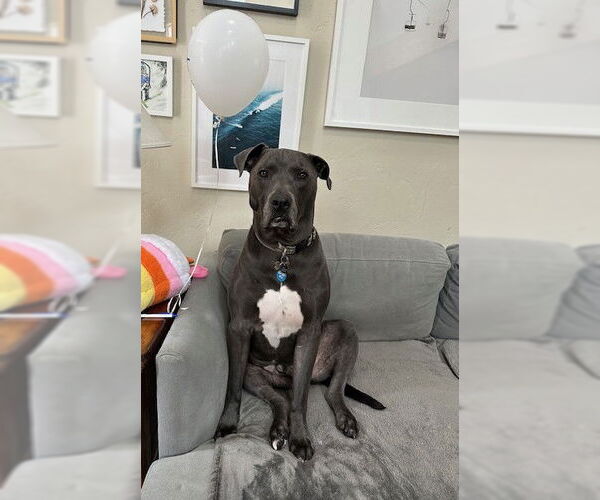 Medium Photo #1 Mutt Puppy For Sale in Winter Park, CO, USA