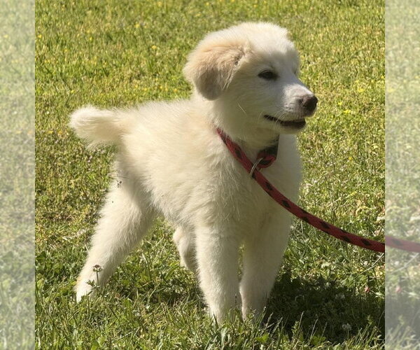 Medium Photo #4 Great Pyrenees Puppy For Sale in Yardley, PA, USA