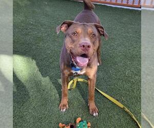 JJ - Male Mutt Dog for Adoption - Photo #2