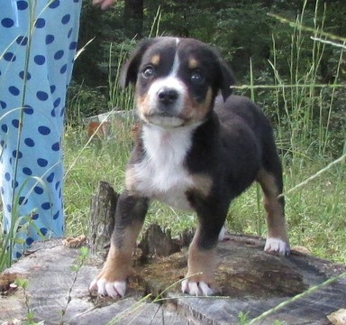 Medium Photo #2 Greater Swiss Mountain Dog Puppy For Sale in ALREAD, AR, USA