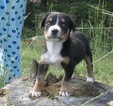 Small Photo #2 Greater Swiss Mountain Dog Puppy For Sale in ALREAD, AR, USA