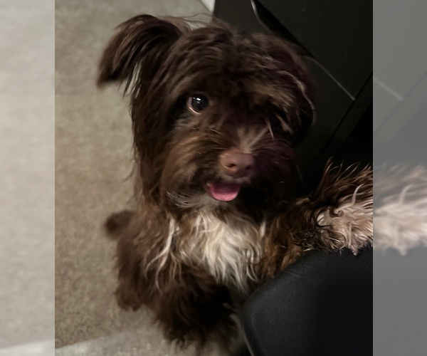 Medium Photo #7 Havanese-Unknown Mix Puppy For Sale in Brooklyn Center, MN, USA