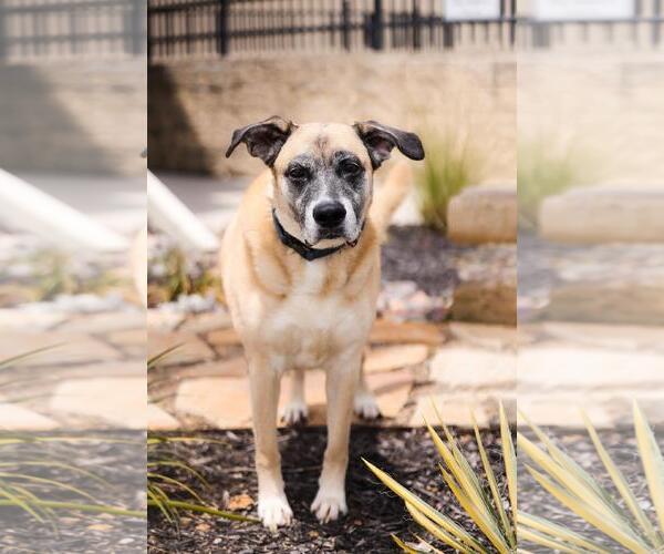 Medium Photo #12 Mastiff-Unknown Mix Puppy For Sale in Rockwall, TX, USA