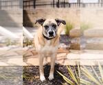 Small #11 Mastiff Mix