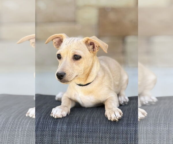Medium Photo #2 Dachshund-Unknown Mix Puppy For Sale in PIPE CREEK, TX, USA