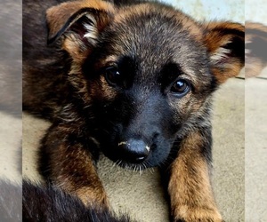 German Shepherd Dog Puppy for sale in CLARKSVILLE, IN, USA