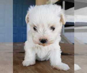 Havanese Puppy for sale in PEARCE, AZ, USA