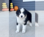 Small #4 Australian Shepherd