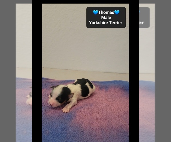 Medium Photo #3 Yorkshire Terrier Puppy For Sale in TUCSON, AZ, USA