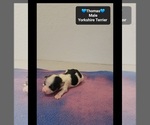 Thomas - Male Yorkshire Terrier Puppy for Sale - Photo #3