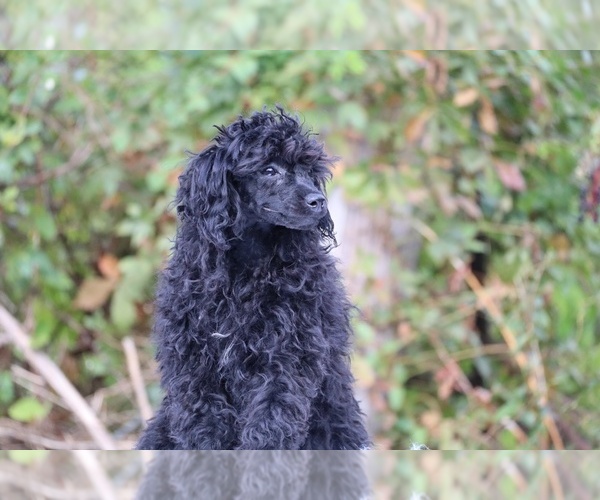 Medium Photo #7 Poodle (Toy) Puppy For Sale in DYERSBURG, TN, USA