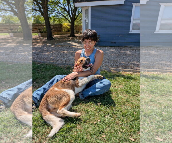 Medium Photo #2 Mutt Puppy For Sale in Denton, TX, USA