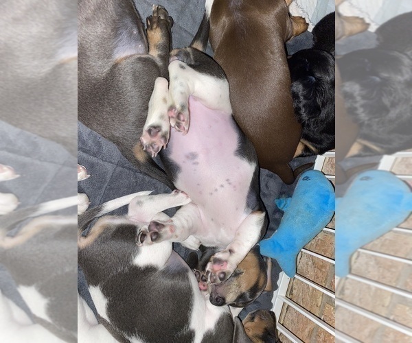 Medium Photo #54 Dachshund Puppy For Sale in LUBBOCK, TX, USA