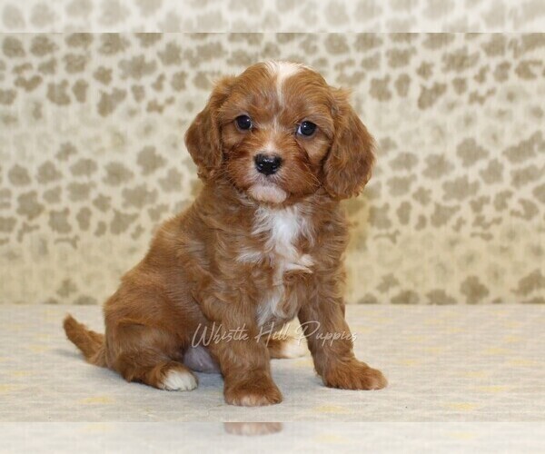Medium Photo #1 Cavapoo Puppy For Sale in DENVER, PA, USA