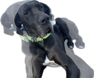 Father of the Great Dane puppies born on 07/27/2026