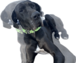 Small Photo #1 Great Dane Puppy For Sale in WILLIS, TX, USA