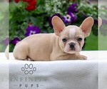 Small #3 French Bulldog