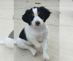Small #3 Australian Shepherd-Bernedoodle Mix