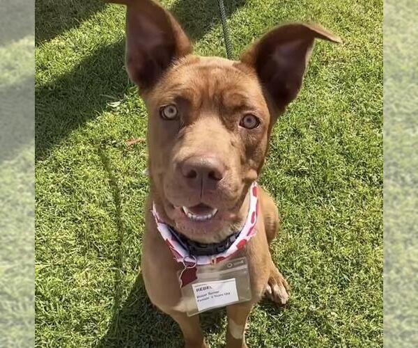 Medium Photo #6 Mutt Puppy For Sale in San Diego, CA, USA