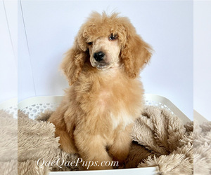 Poodle (Miniature) Puppy for sale in LITHONIA, GA, USA