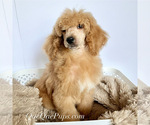Image preview for Ad Listing. Nickname: Poodle Puppies