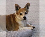Small #21 Chihuahua Mix