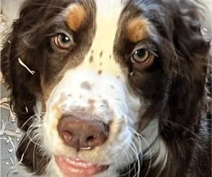 English Springer Spaniel Puppy for sale in SAN DIEGO, CA, USA