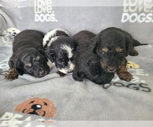 Maltipoo Puppy for sale in GRANDVILLE, MI, USA