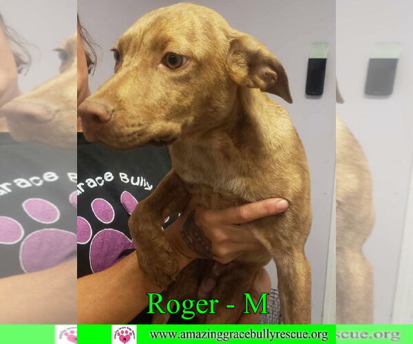 Medium Photo #10 Mutt Puppy For Sale in Pensacola, FL, USA