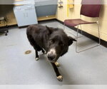 Small Border Collie Mix