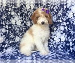 Small #2 Cavapoo