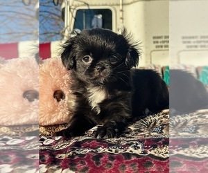 Jatzu Puppy for sale in SALEM, OR, USA