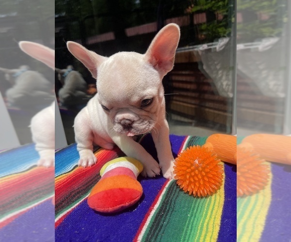 Medium Photo #7 Faux Frenchbo Bulldog Puppy For Sale in HOODSPORT, WA, USA