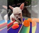 Small #6 Faux Frenchbo Bulldog