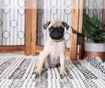 Small Photo #3 Pug Puppy For Sale in NAPLES, FL, USA