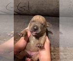 Small Photo #1 American Bully Puppy For Sale in PEWEE VALLEY, KY, USA