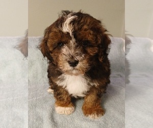 Maltipoo (Toy) Puppy for Sale in BURLINGTON, Massachusetts USA