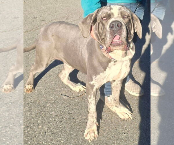 Medium Photo #4 Neapolitan Mastiff-Unknown Mix Puppy For Sale in Alexander, AR, USA