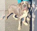 Small #3 Neapolitan Mastiff Mix