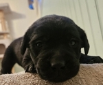 Puppy Dodger Labrador Retriever