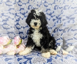 Miniature Bernedoodle Puppy for sale in OXFORD, PA, USA