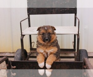 Shollie Puppy for sale in PENNVILLE, IN, USA