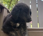 Small Photo #43 Gollie Puppy For Sale in SANTA ROSA BEACH, FL, USA