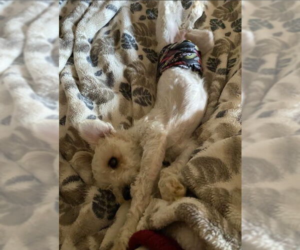 Medium Photo #3 Poodle (Miniature) Puppy For Sale in San Diego, CA, USA