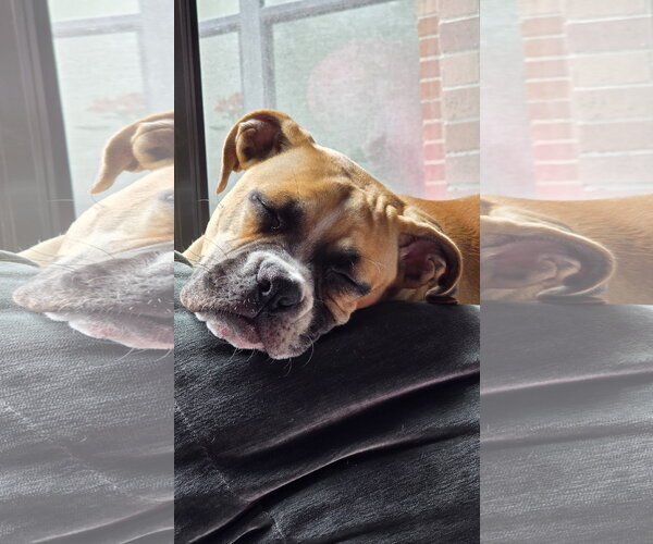 Medium Photo #4 Boxer Puppy For Sale in  Katy, TX, USA